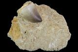 Mosasaur (Prognathodon) Tooth In Rock #96186-1